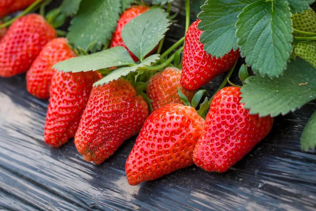什么时候是草莓成熟的季节（草莓究竟是什么季节的水果？）