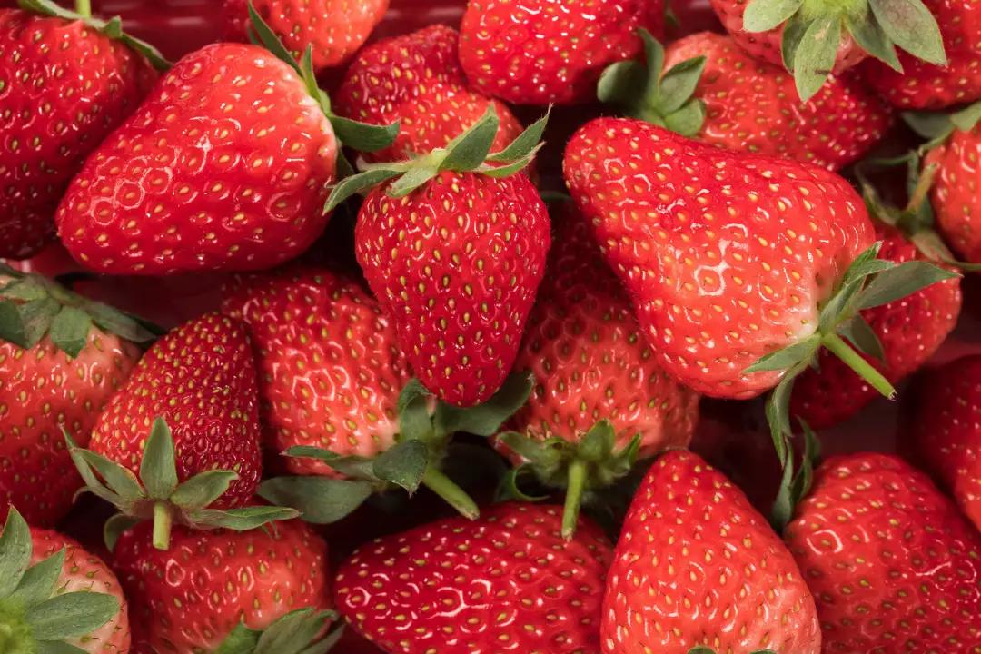 什么时候是草莓成熟的季节（草莓究竟是什么季节的水果？）