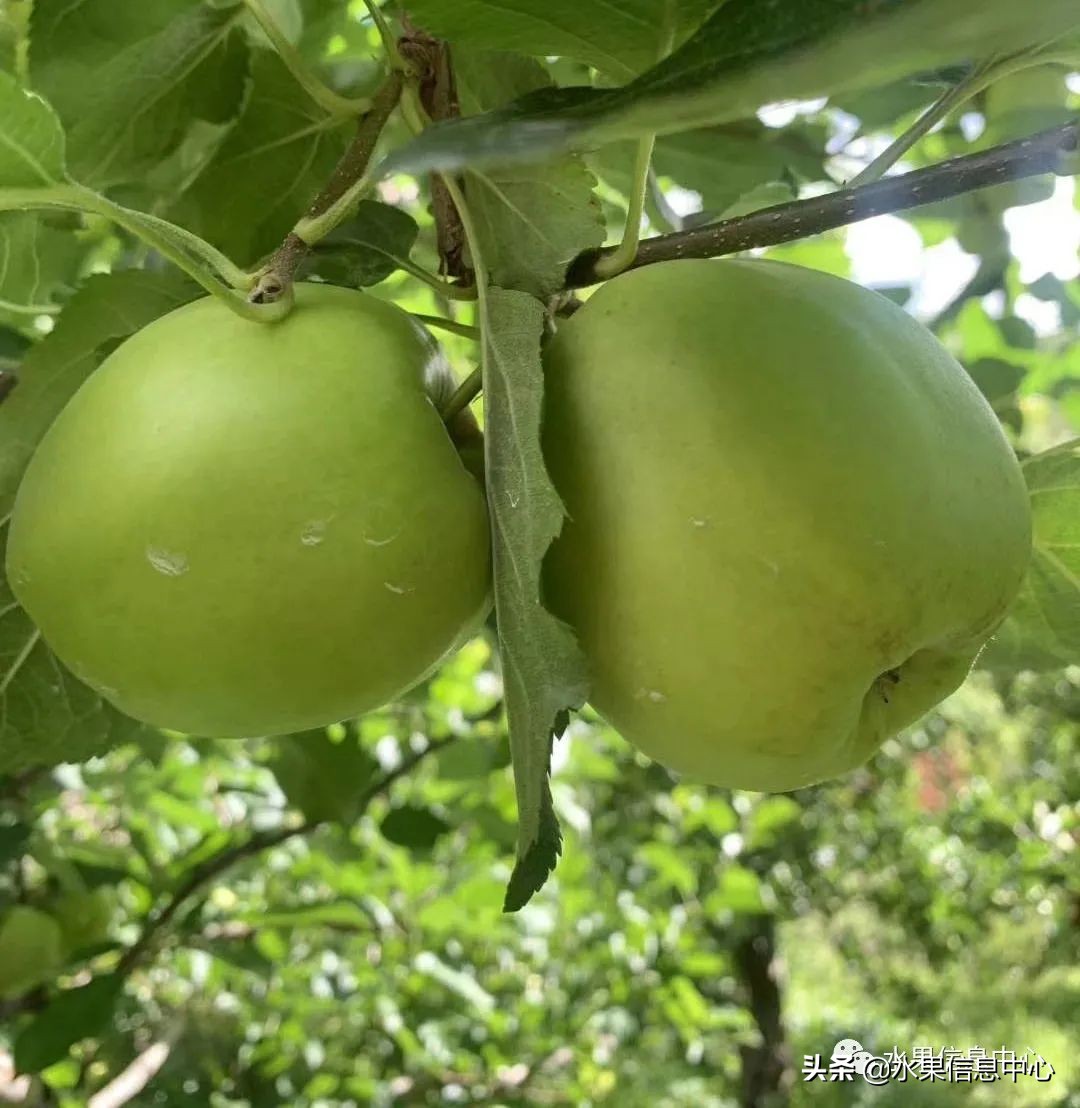 苹果季节是什么时候成熟，哪几个月（这23种苹果的品种产地及成熟时间，你知道吗）