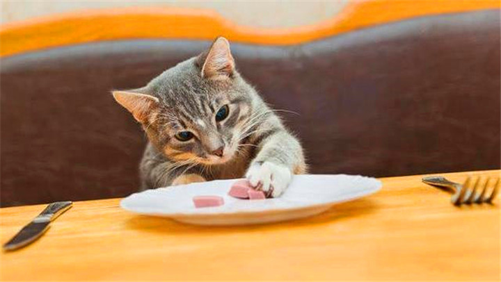 猫喜欢吃什么食物除了猫粮（盘点10样猫咪看到都会“流口水”的食物）