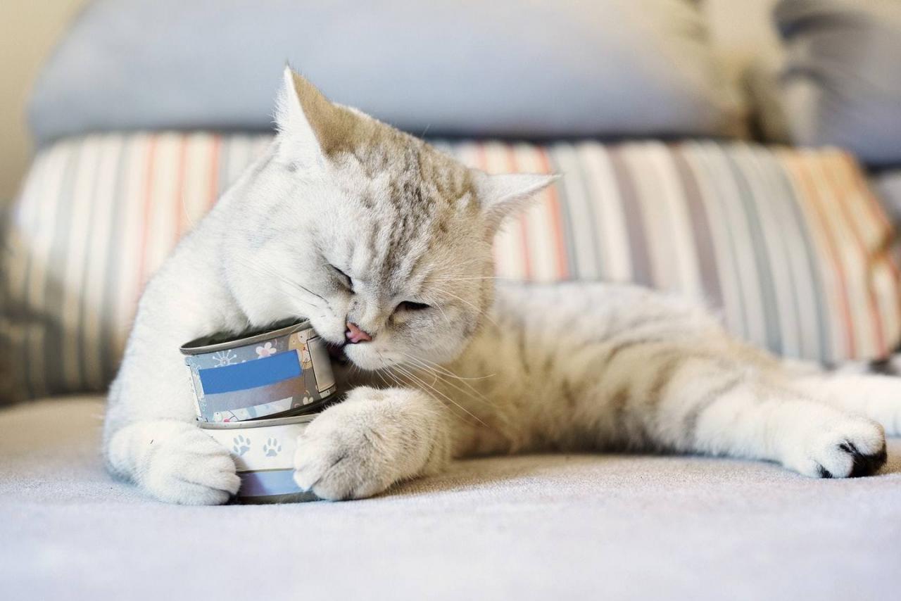 猫喜欢吃什么食物除了猫粮（盘点10样猫咪看到都会“流口水”的食物）