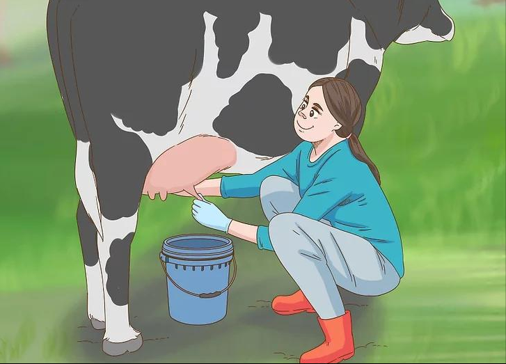 挤牛奶怎么挤的，步骤是什么？（3个步骤，即可与奶牛建立感情，从容地挤出牛奶）