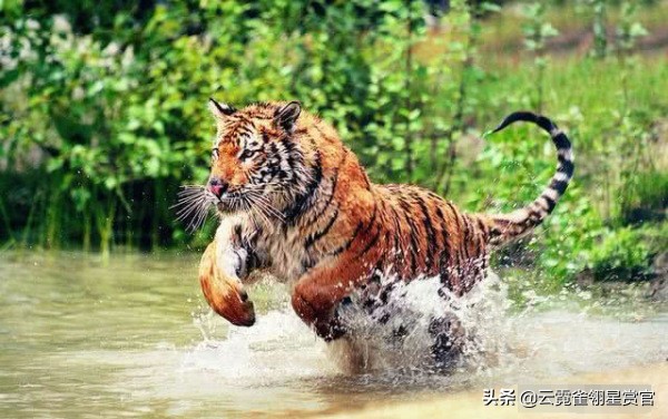 老虎和藏獒哪个厉害，打架谁能赢（纯种藏獒能打败老虎吗）