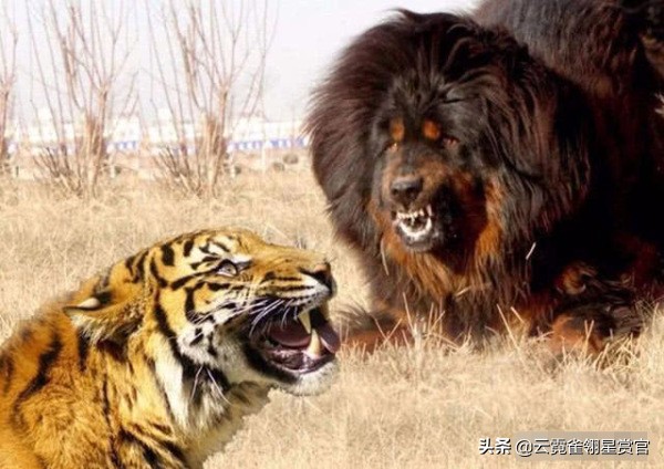 老虎和藏獒哪个厉害，打架谁能赢（纯种藏獒能打败老虎吗）