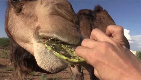骆驼吃仙人掌不怕刺吗，骆驼嘴为什么不怕扎？