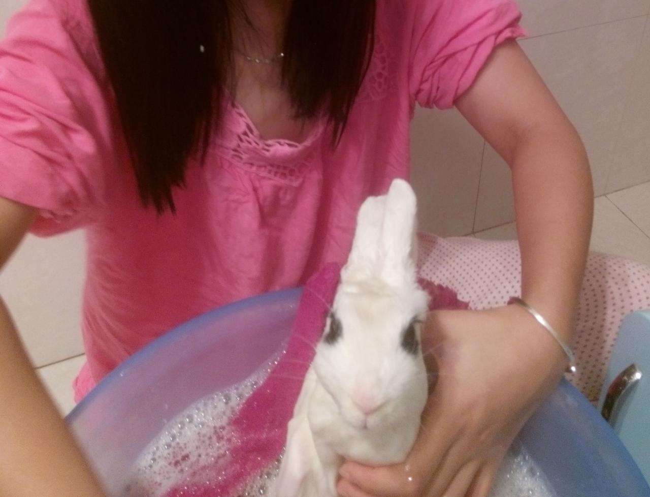 怎么给兔子洗澡，兔子可以洗澡吗？给兔子洗澡要注意什么？