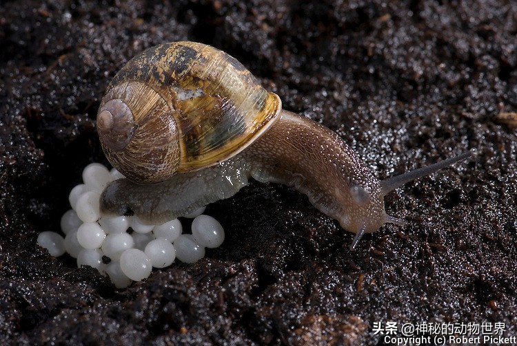 蜗牛放大的样子图片