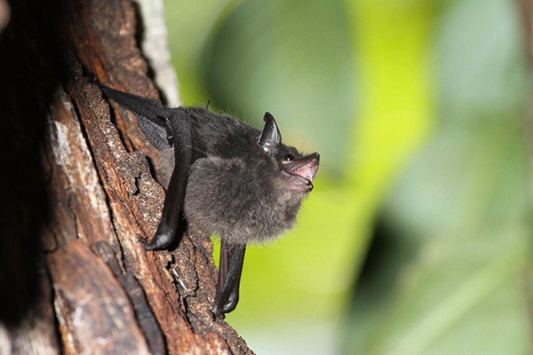 蝙蝠叫声是什么声音，蝙蝠叫声人可以听到吗（有些蝙蝠种类幼崽会跟人类一样学说话）
