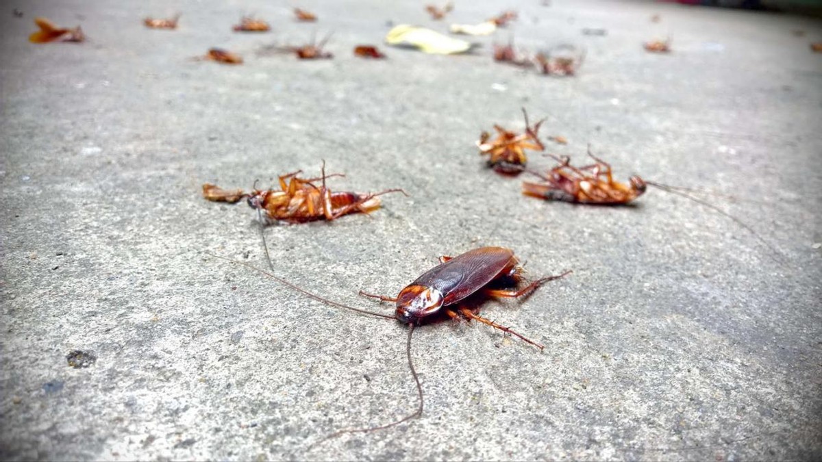 蟑螂为什么不能踩死真的吗，蟑螂怎么消灭最干净彻底的方法