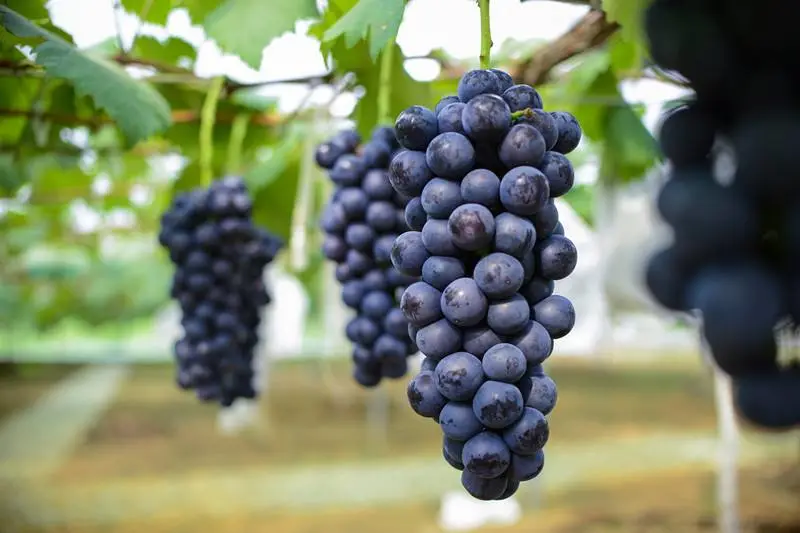 种植什么品种的葡萄最有前景，什么品种的葡萄市场前景好？