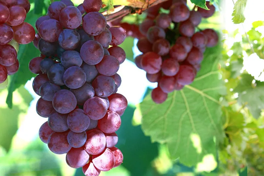 种植什么品种的葡萄最有前景，什么品种的葡萄市场前景好？